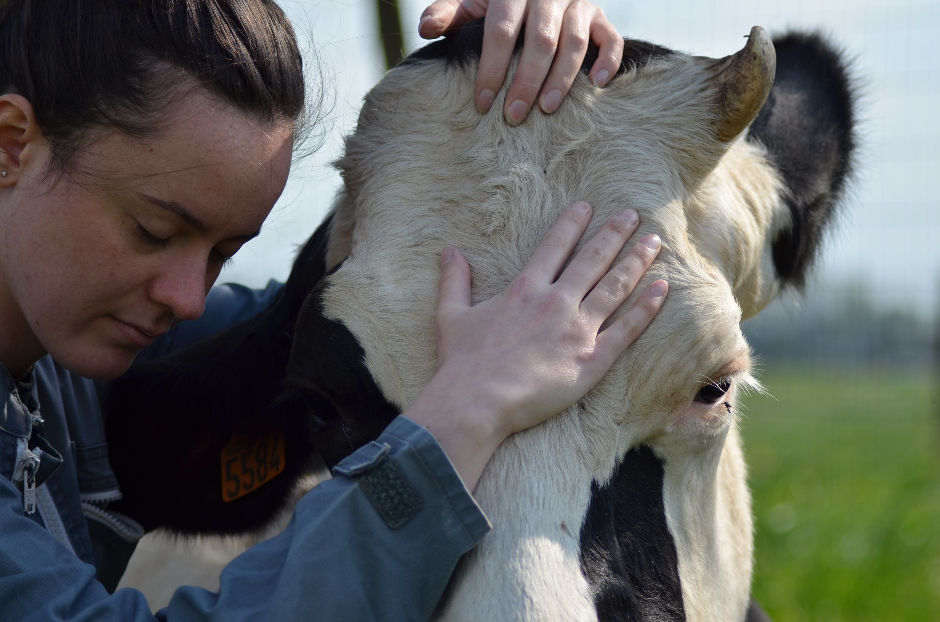 Travail crânien sur une vache Prim’Holstein